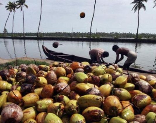 Semnificatia stiintifica a ritualului de rupere a cocosului in India