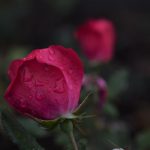 212 Citate Triste – Maxime, Citate, Cugetari