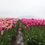 88 Mesaje De 1 Martie