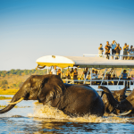Locuri de vazut intr-un safari in Botswana